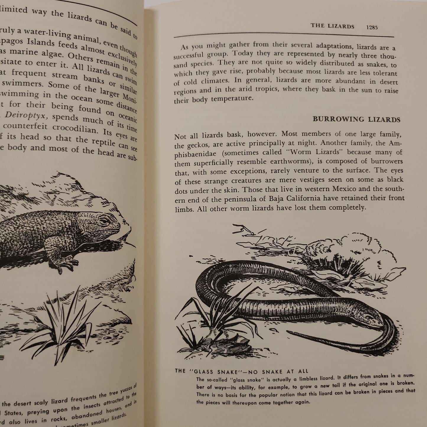 1961 The Illustrated Encyclopedia of Animal Life Reptiles-Red Barn Collections