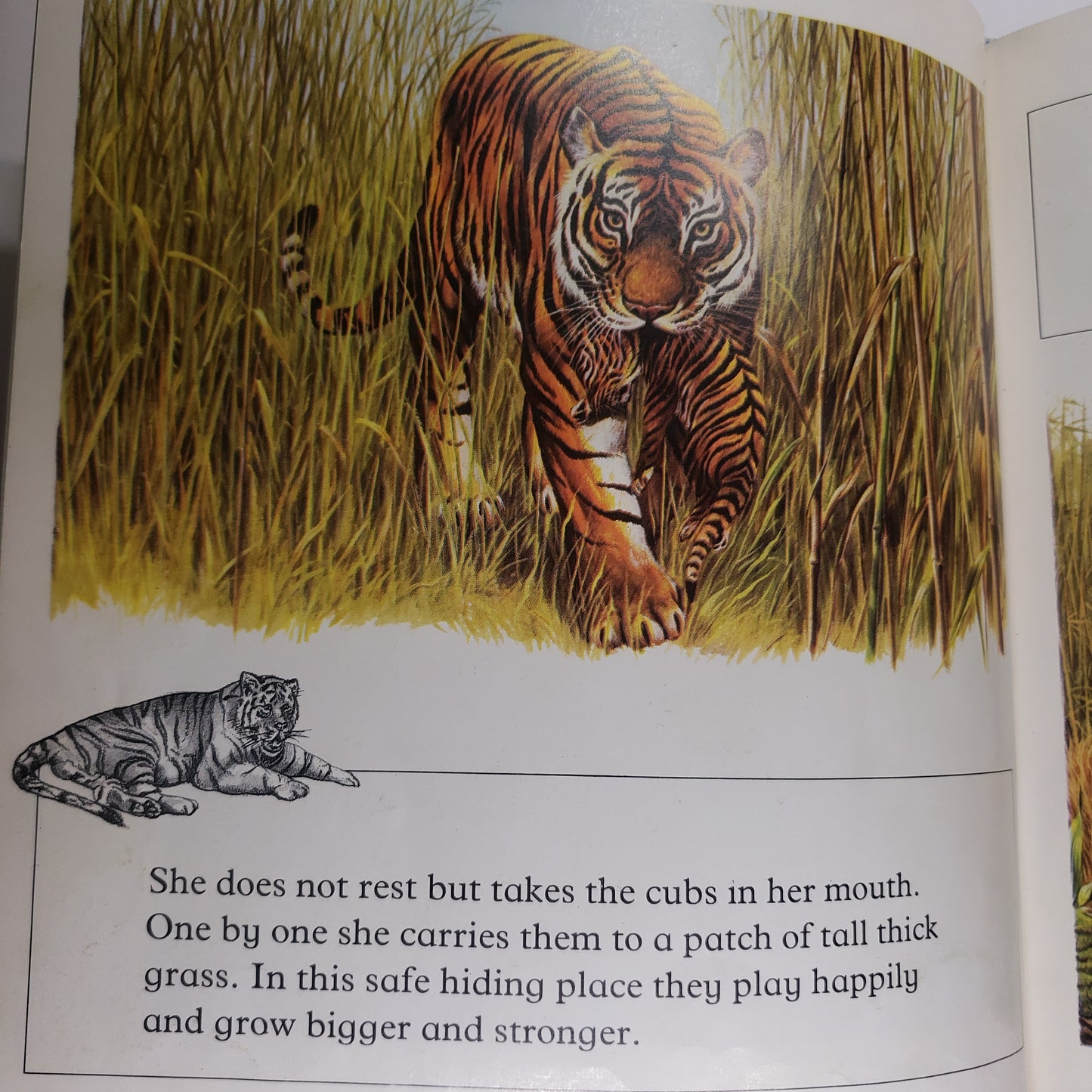 The Tiger-Red Barn Collections