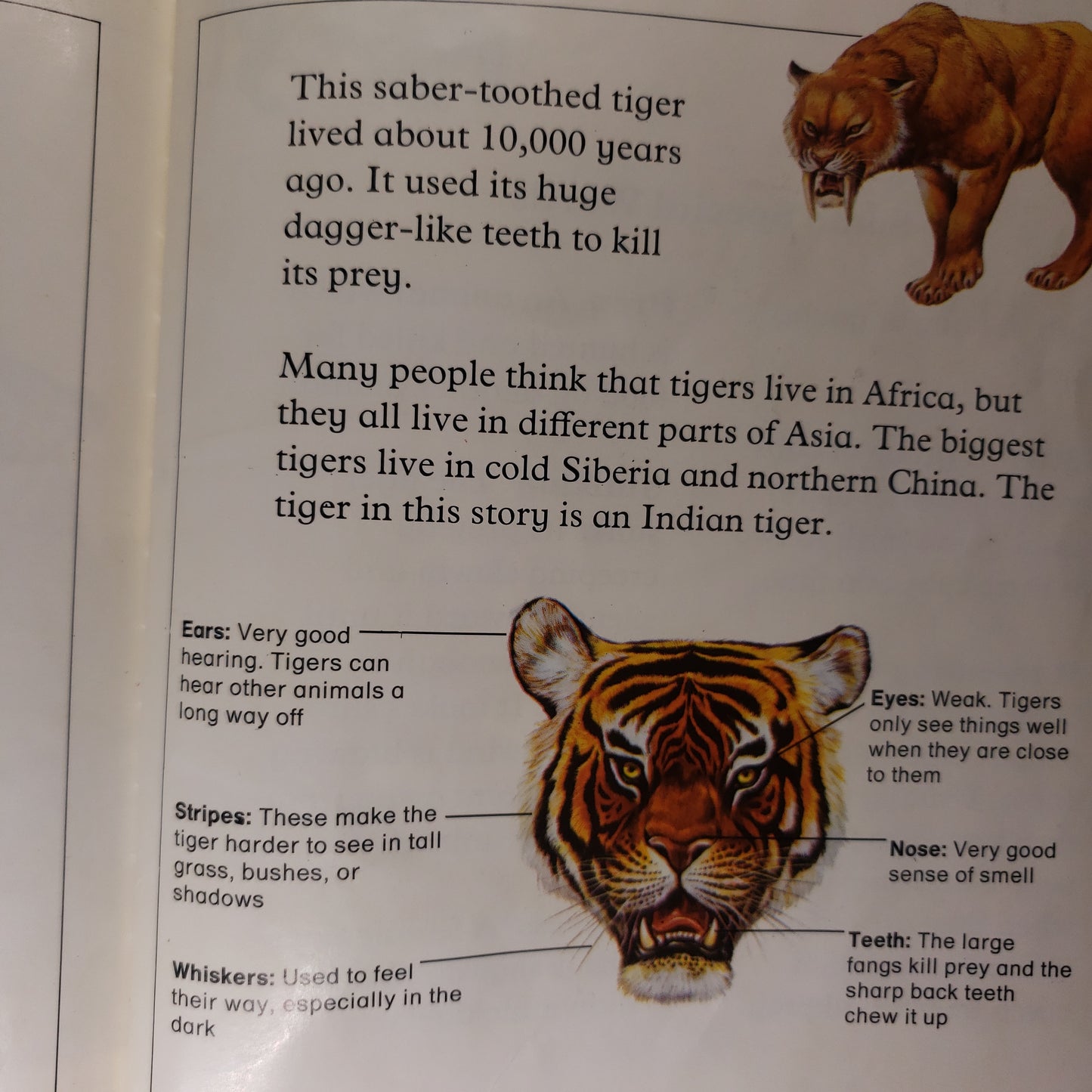 The Tiger-Red Barn Collections