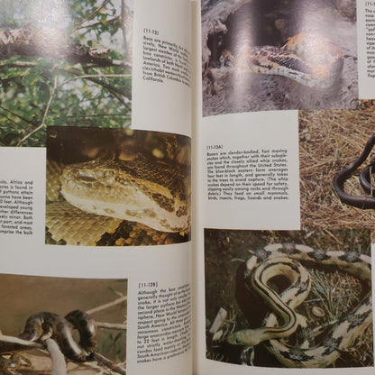 1961 The Illustrated Encyclopedia of Animal Life Reptiles-Red Barn Collections