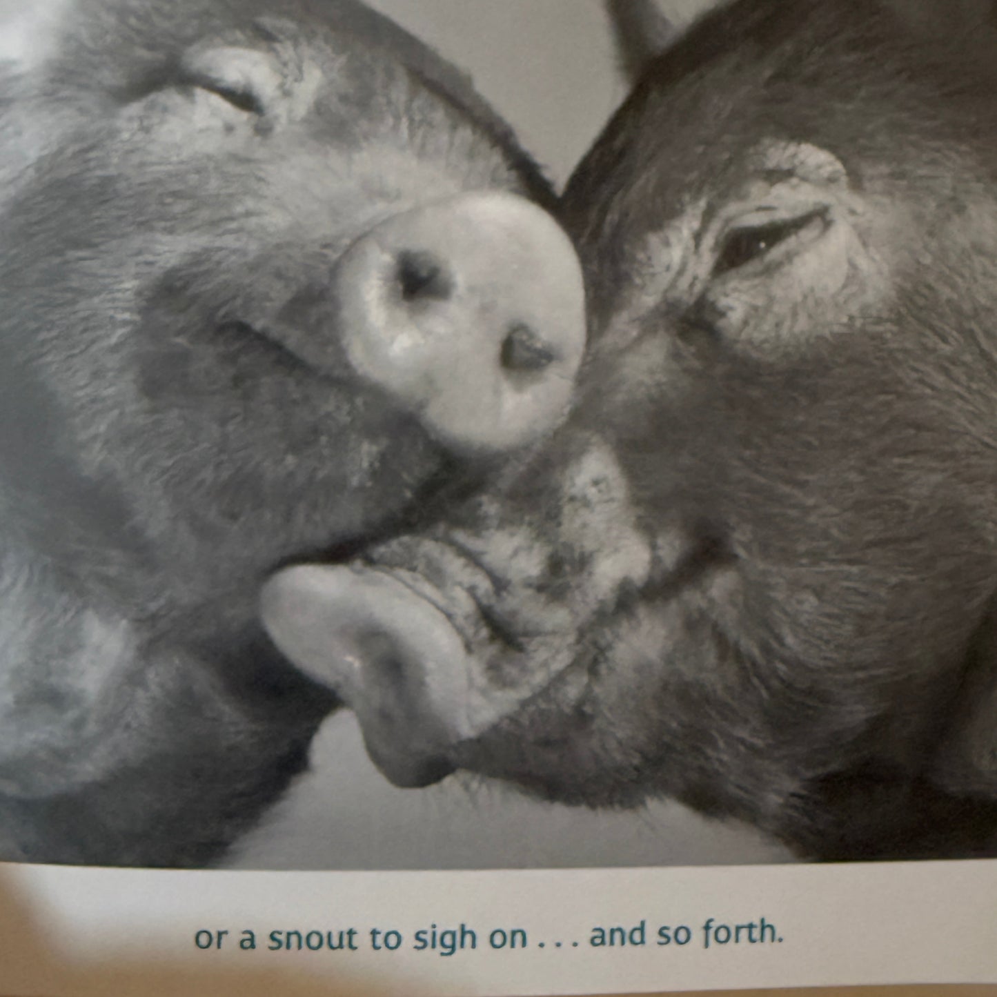 Friends to the End - 2004-Red Barn Collections