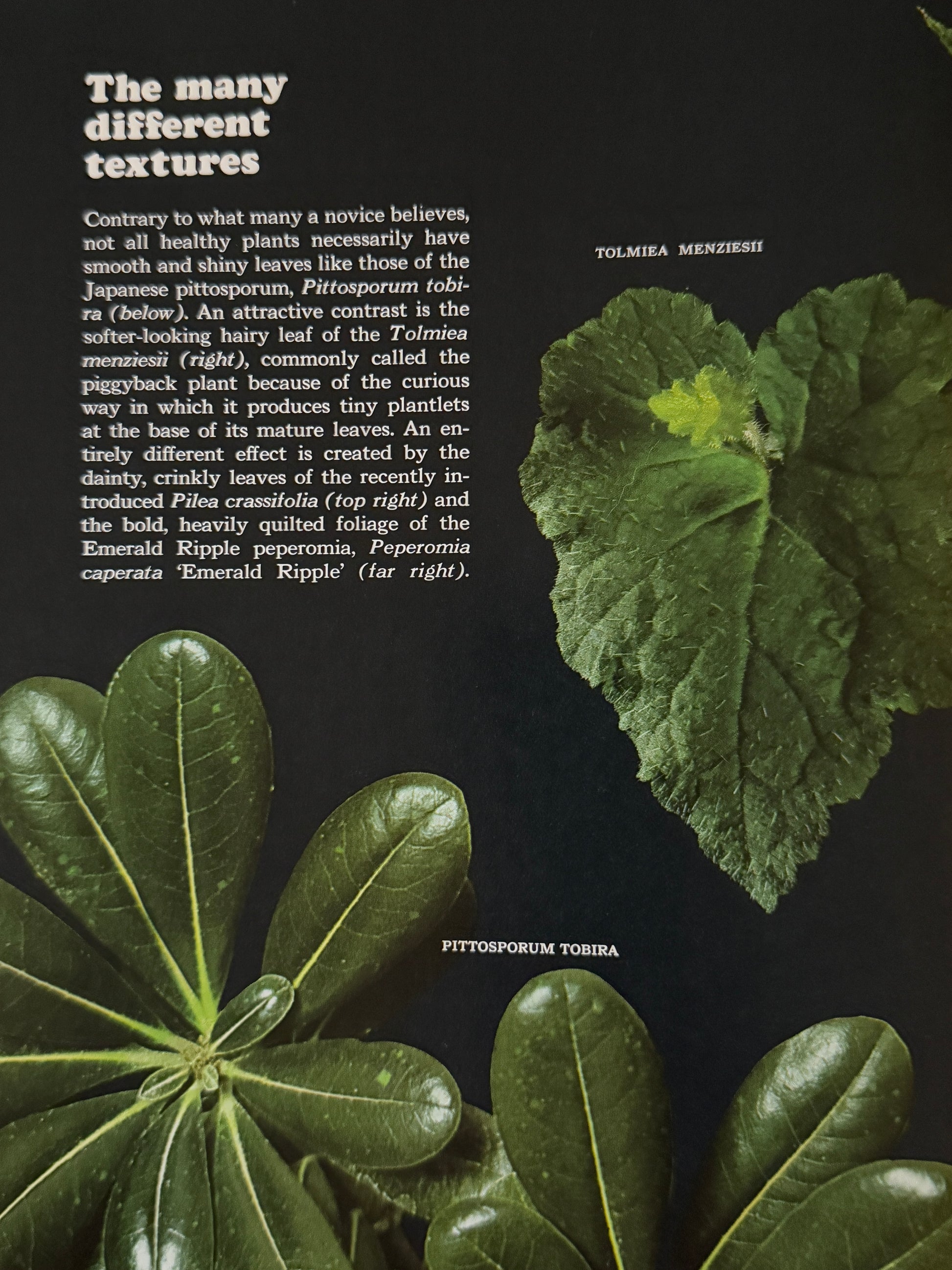 Time-Life Encyclopedia of Gardening: Foliage House Plants - 1978-Red Barn Collections