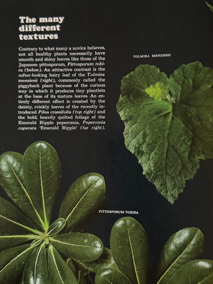 Time-Life Encyclopedia of Gardening: Foliage House Plants - 1978-Red Barn Collections