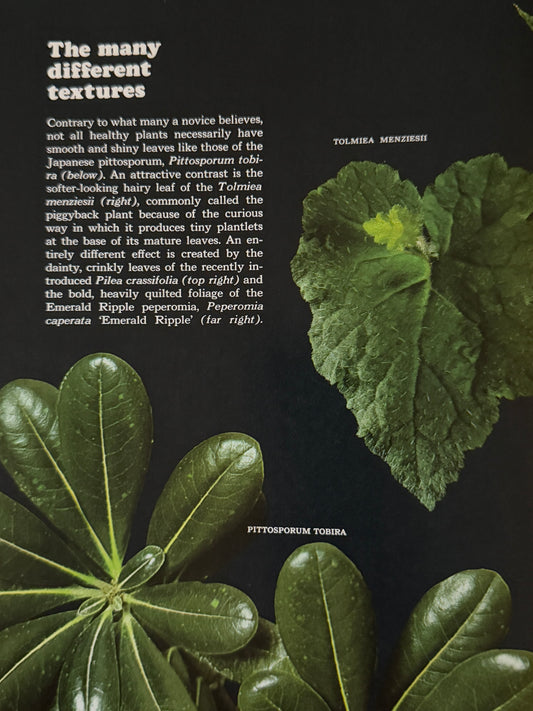 Time-Life Encyclopedia of Gardening: Foliage House Plants - 1978-Red Barn Collections