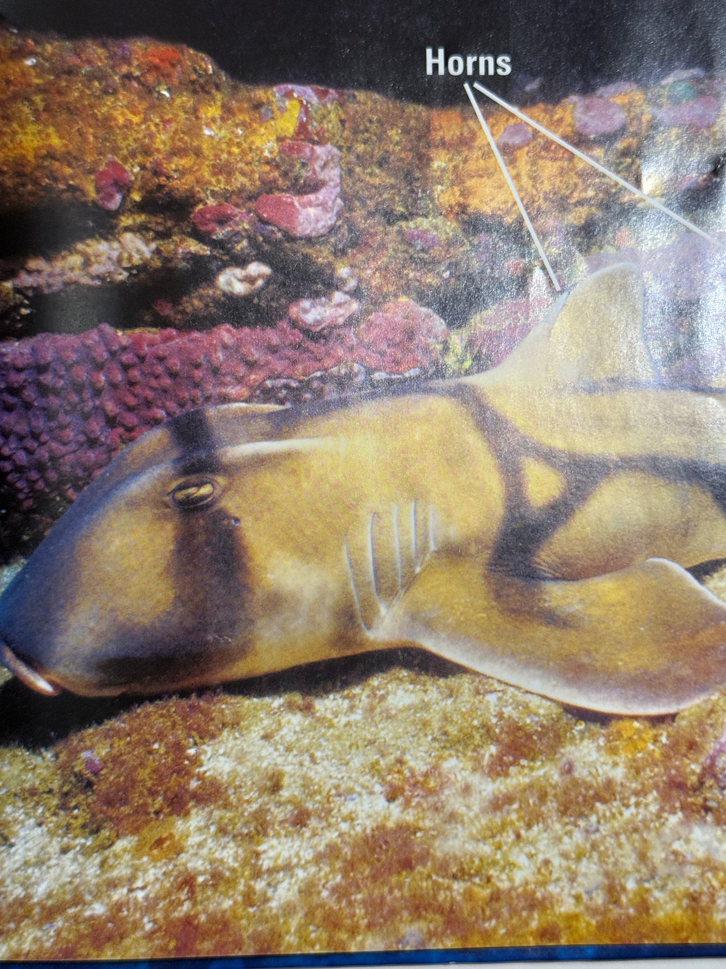 Sharks! Biggest! Littlest! - 2008-Red Barn Collections