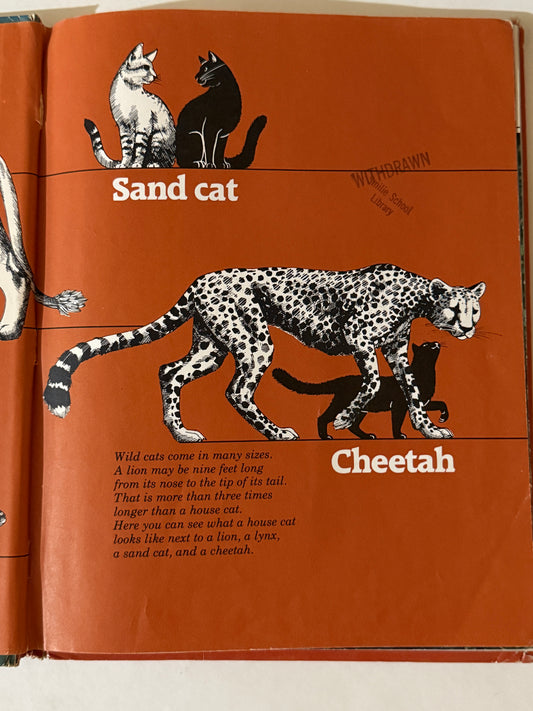 Wild Cats – 1981 Book Journal-Red Barn Collections