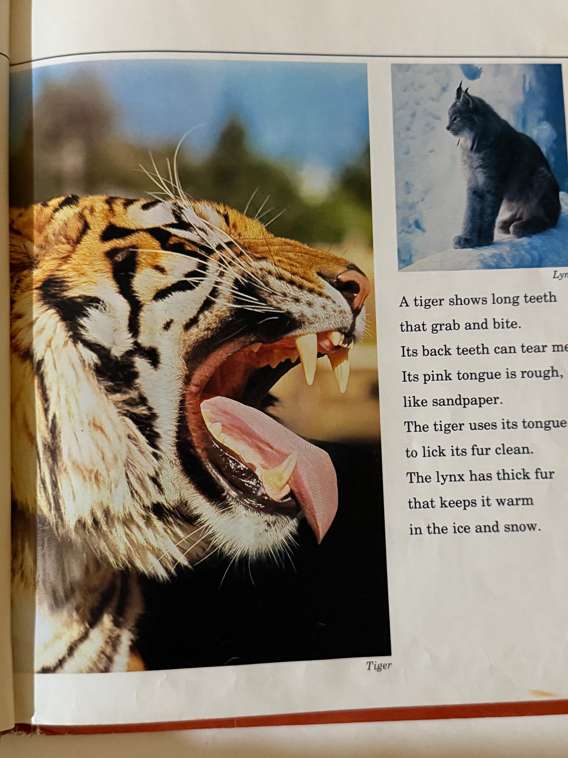 Wild Cats – 1981 Book Journal-Red Barn Collections