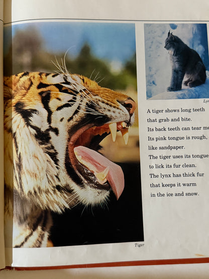 Wild Cats – 1981 Book Journal-Red Barn Collections