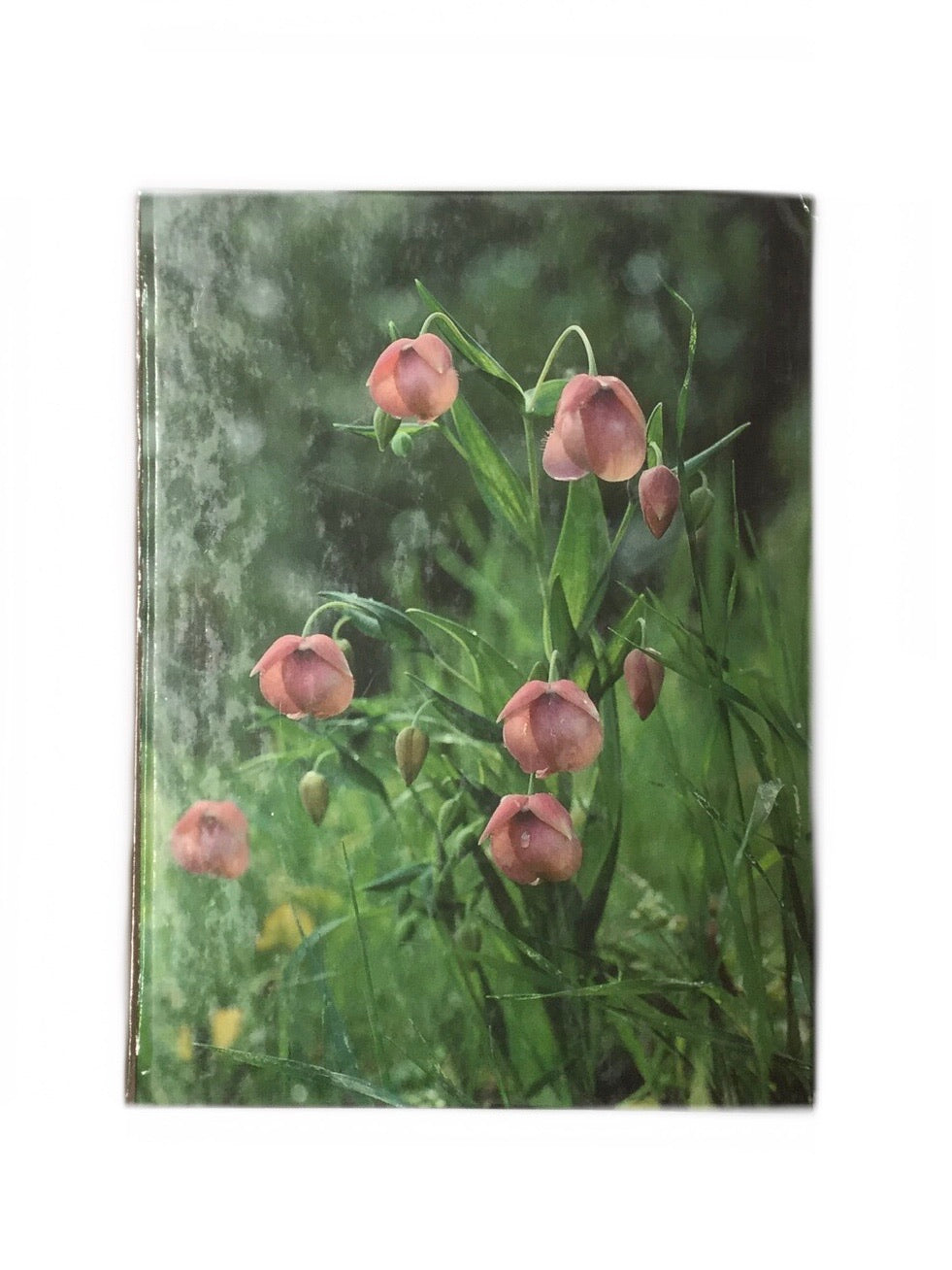 Meadow Flowers-Red Barn Collections